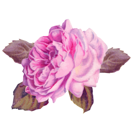 Transparent Cabbage Rose Garden Roses Pink Flower for Valentines Day