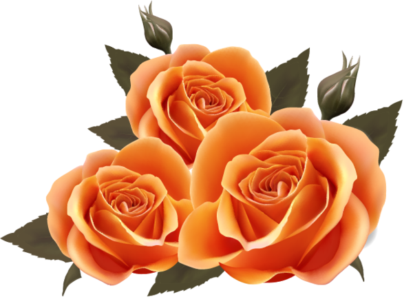 Transparent Rose Black Rose Garden Roses for Valentines Day