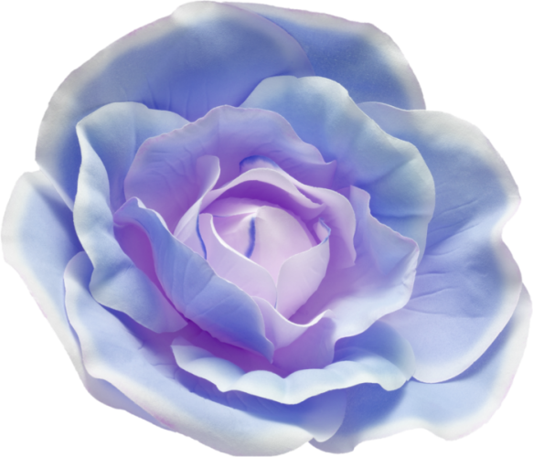 Transparent Cabbage Rose Blue Rose Garden Roses Blue Flower for Valentines Day