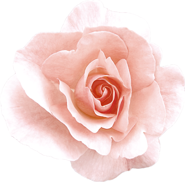 Transparent Damask Rose Garden Roses Flower Rose for Valentines Day