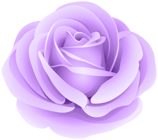 Transparent Black Rose Rose Pink Violet Purple for Valentines Day
