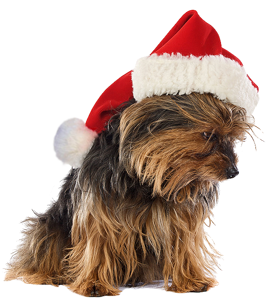 Transparent Yorkshire Terrier Puppy Australian Silky Terrier Dog for Christmas