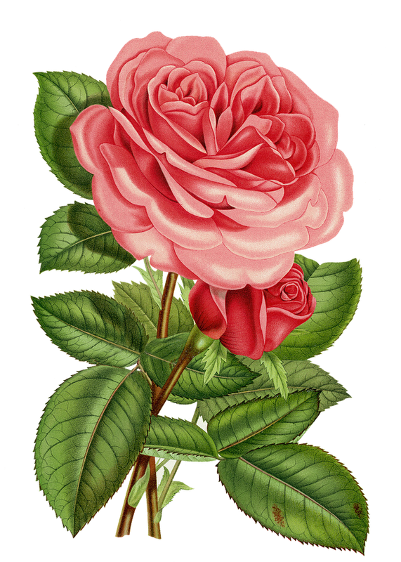 Transparent Victorian Era Flower Cabbage Rose Rose for Valentines Day