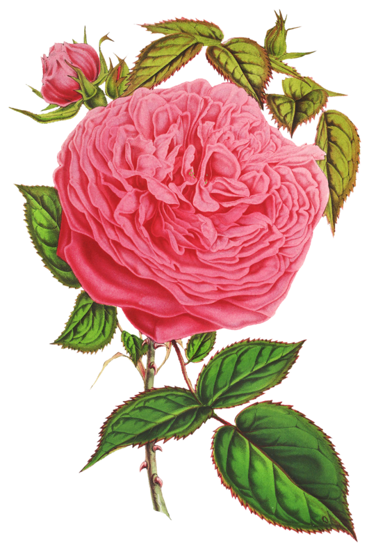 Transparent Garden Roses Cabbage Rose French Rose Flower Rose for Valentines Day