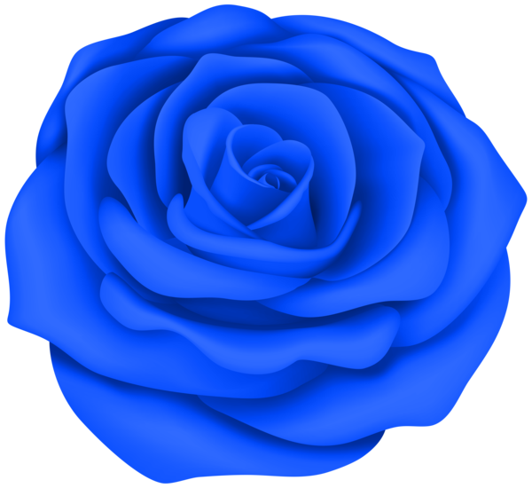 Transparent Rose Drawing Blue Rose Blue Cobalt Blue for Valentines Day