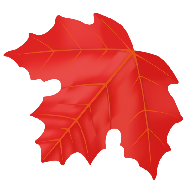 Transparent Thanksgiving Leaf Maple leaf Red for Fall Leaves for Thanksgiving