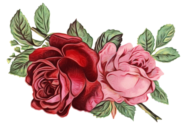Transparent Rose Flower Garden Roses for Valentines Day