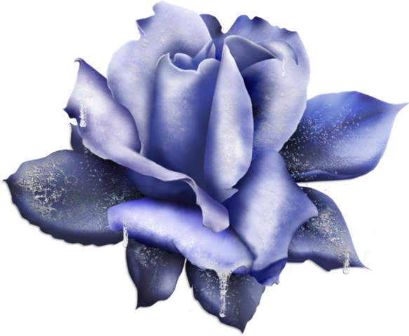 Transparent Blue Rose Rose Blue Plant for Valentines Day