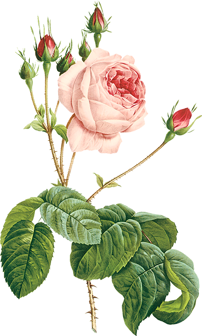 Transparent Damask Rose Flowers Tea Rose Flower Plant for Valentines Day