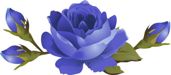 Transparent Flower Cabbage Rose Garden Roses Blue for Valentines Day