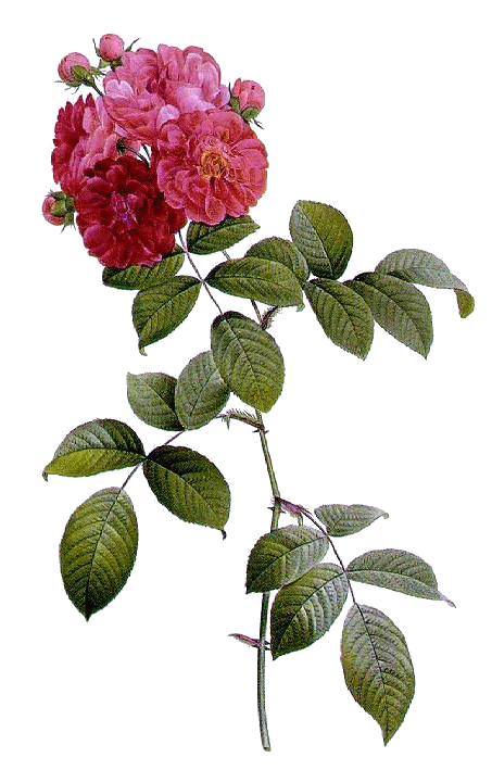 Transparent Multiflora Rose Les Roses French Rose Flower Plant for Valentines Day