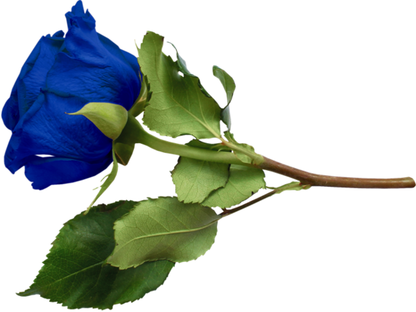 Transparent Blue Rose Blue Flower Petal Plant for Valentines Day