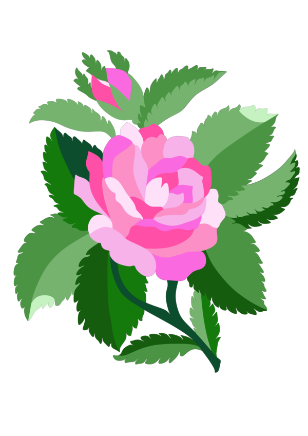 Transparent Damask Rose Black Rose Color Pink Plant for Valentines Day