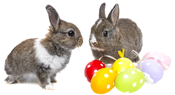 Transparent Holland Lop Netherland Dwarf Rabbit Easter Bunny Easter Rabbit for Easter