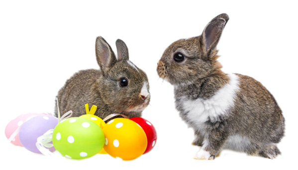 Transparent Easter Bunny Easter Easter Egg Hare for Easter