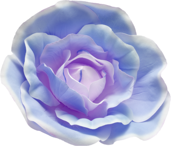 Transparent Blue Rose Garden Roses Watercolor Painting Blue Flower for Valentines Day