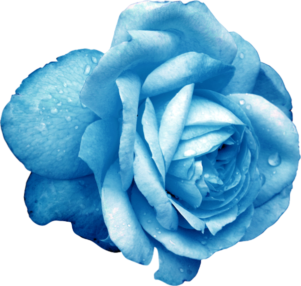Transparent Blue Rose Blue Flower Plant for Valentines Day