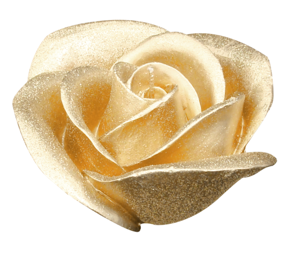 Transparent Garden Roses Flower Gold Rose Family Petal for Valentines Day