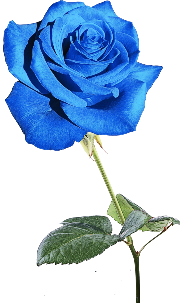 Transparent Blue Rose Garden Roses Blue Flower Rose for Valentines Day