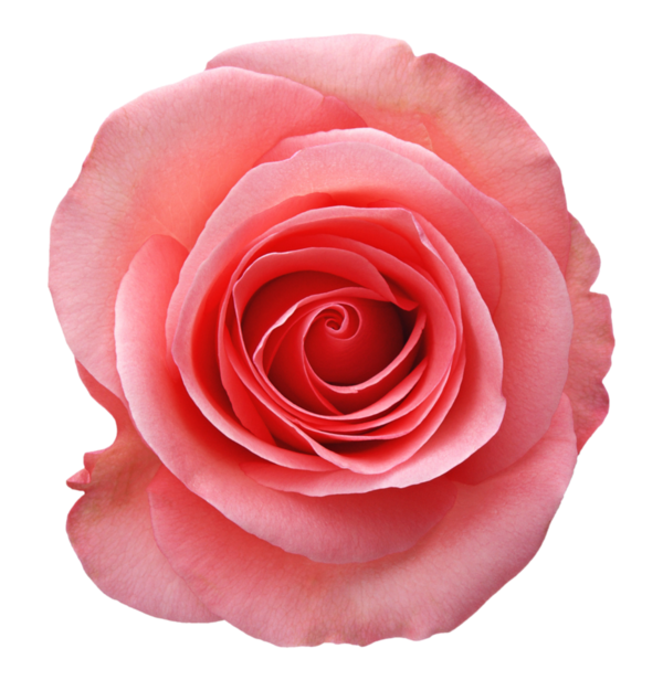 Transparent Garden Roses Still Life Pink Roses Beach Rose Rose Flower for Valentines Day