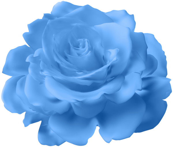 Transparent Blue Rose Garden Roses Cabbage Rose Blue Rose for Valentines Day