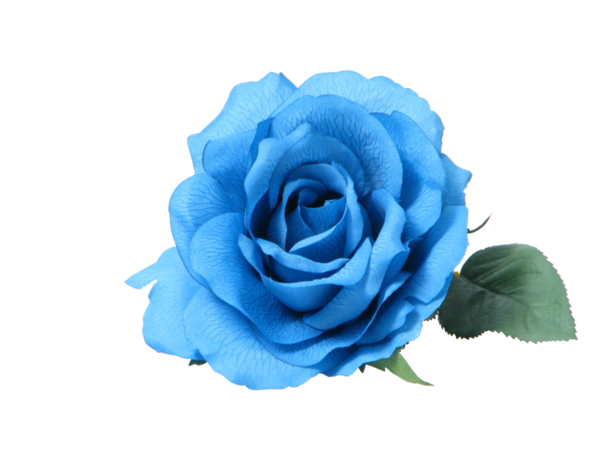 Transparent Blue Rose Blue Flower Rose for Valentines Day