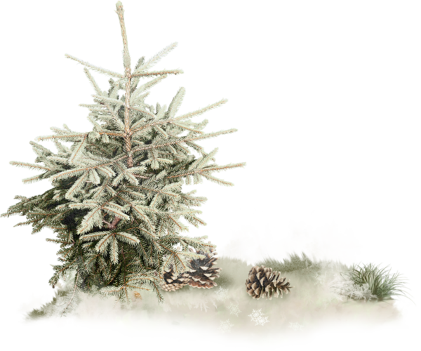 Transparent Nativity Scene Christmas Day Salt Dough Colorado Spruce Oregon Pine for Christmas