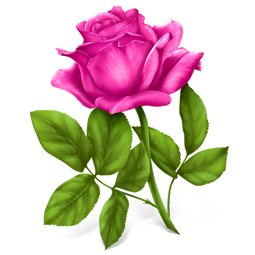 Transparent Rose Flower Pink Plant for Valentines Day