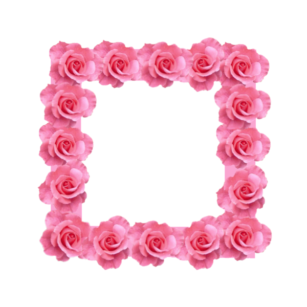 Transparent Garden Roses Pink Beach Rose Flower for Valentines Day