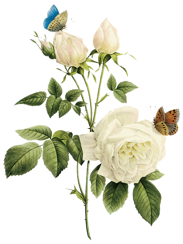 Transparent Rose Petal Plant for Valentines Day