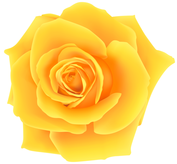 Transparent Yellow Rose Flower Peach for Valentines Day