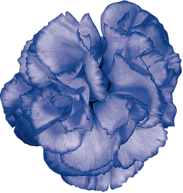 Transparent Petal Blue Plant for Valentines Day