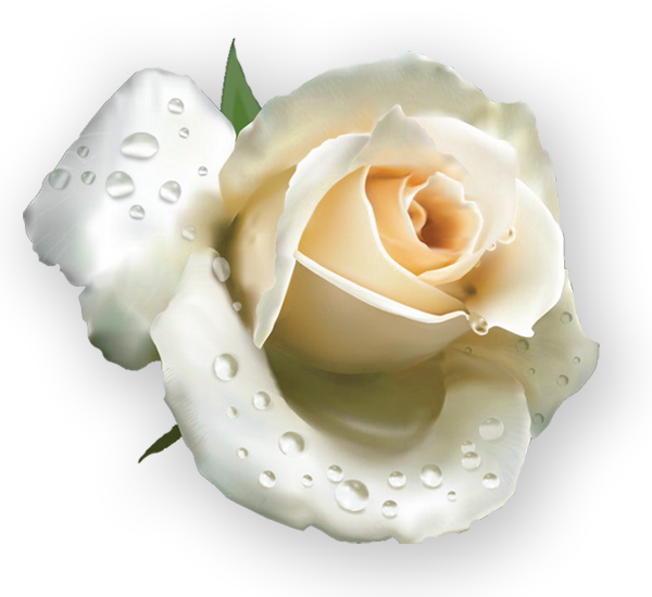 Transparent Garden Roses Les Roses Blanches Rose Flower for Valentines Day