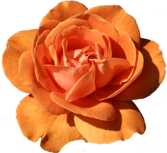 Transparent Garden Roses Rose Flower Peach for Valentines Day