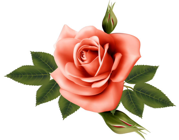 Transparent Garden Roses Flower Rose Petal Plant for Valentines Day