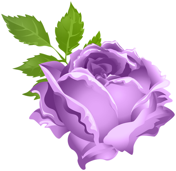 Transparent Garden Roses Cabbage Rose Flower Rose Family for Valentines Day