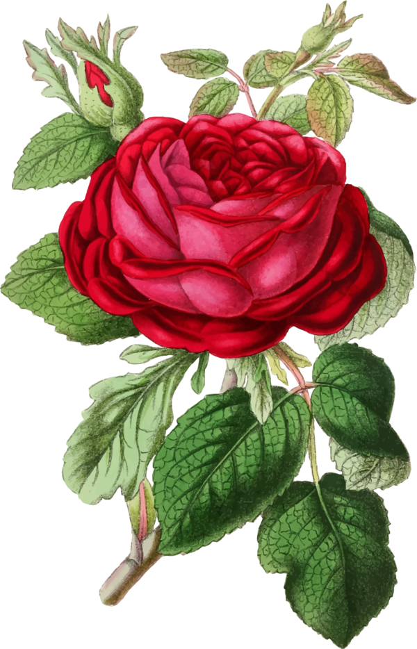 Transparent Rosa Gallica Flower Drawing Petal Plant for Valentines Day