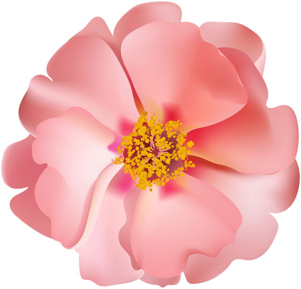 Transparent Rose Floral Design Flower Pink for Valentines Day