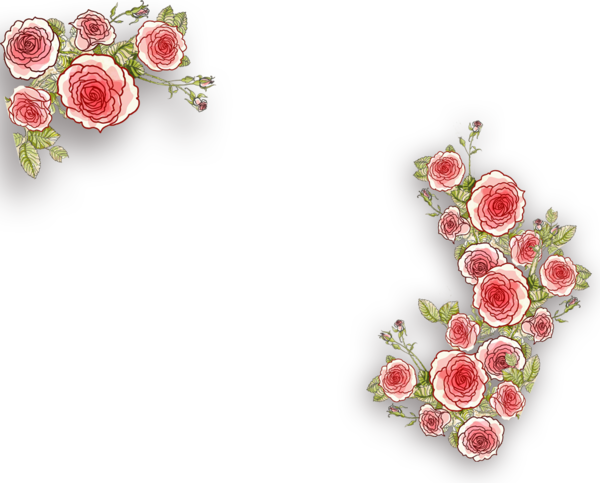 Transparent Beach Rose Floral Design Cut Flowers Flower Rose for Valentines Day