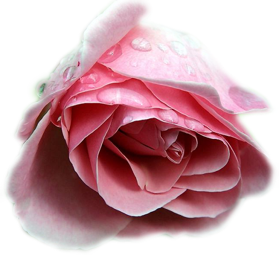 Transparent Friendster Orkut Rose Pink for Valentines Day