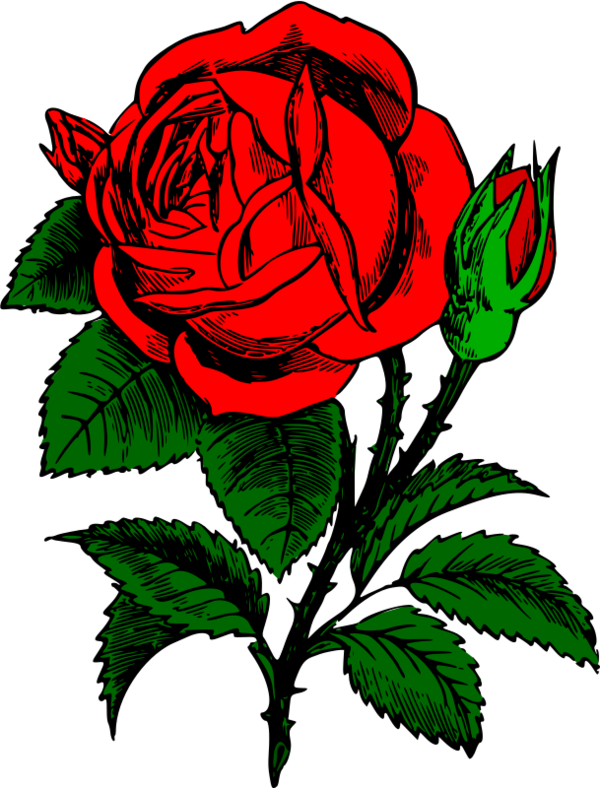Transparent Rose Drawing Color Flower Rose Family for Valentines Day