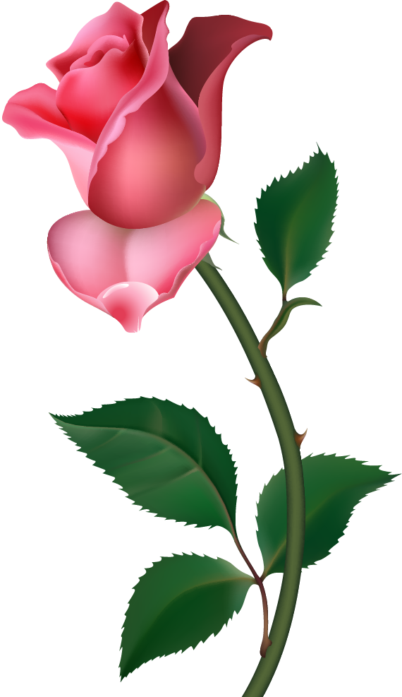 Transparent Free Rose Blog Pink Plant for Valentines Day