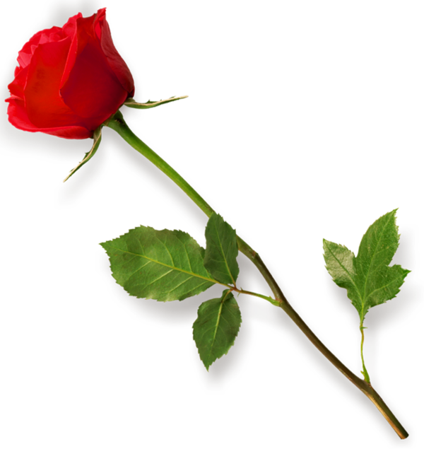Transparent Rose Presentation Color Plant Flower for Valentines Day