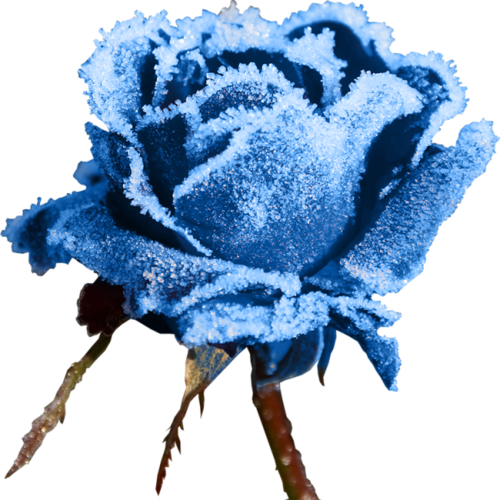 Transparent Flower Rose Winter Blue Plant for Valentines Day