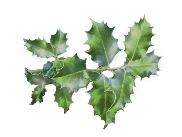 Transparent Twig Common Holly Japanese Holly Leaf Holly for Christmas