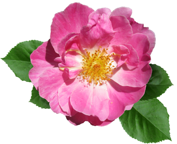 Transparent Floribunda Flower French Rose Petal for Valentines Day