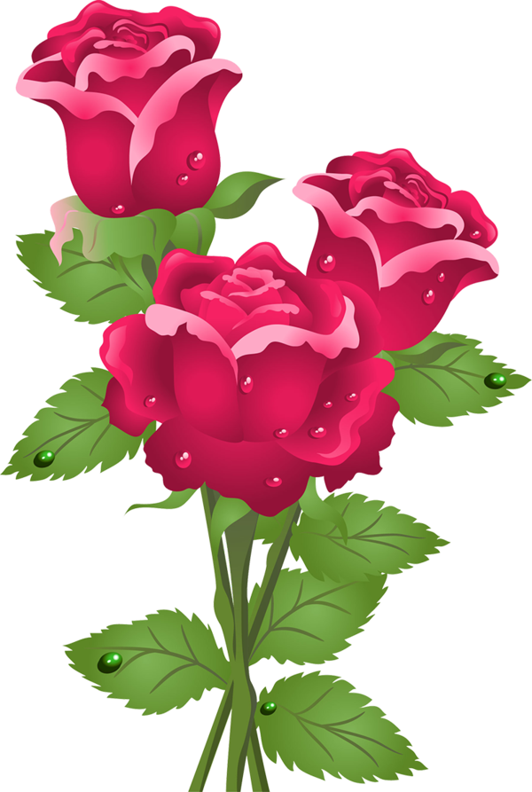 Transparent Rose Flower Pink Rose Family for Valentines Day