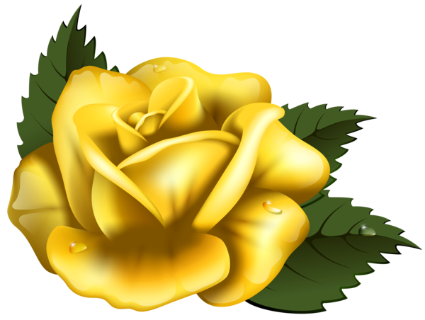 Transparent Best Roses Rose Yellow Flower Rose Order for Valentines Day