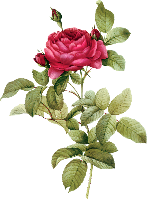 Transparent Flower Death Rose Petal Plant for Valentines Day