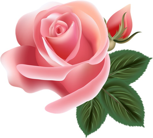 Transparent Rose Pink Garden Roses Plant for Valentines Day